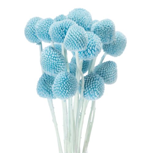 Craspedia dried flower decoration for vase, minimalist style, long-lasting summer decoration, 55cm, 20 pieces