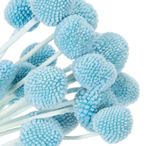 Product Craspedia dried flower decoration for vase, minimalist style, long-lasting summer decoration, 55cm, 20 pieces