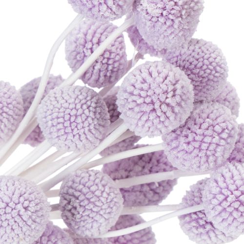 Product Craspedia dried flowers for modern table decoration in your home, 55cm, 20 pieces