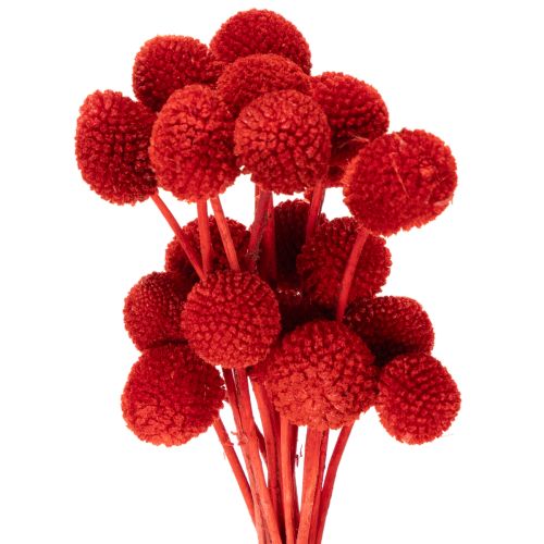 Dried Craspedia flowers, dyed, with long stems, 55cm, 20 pieces buy online | Floristik24.ie