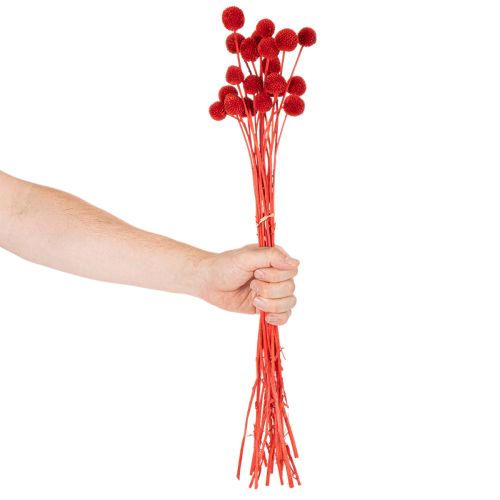 Dried Craspedia flowers, dyed, with long stems, 55cm, 20 pieces | Floristik24.ie