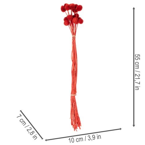 Dried Craspedia flowers, dyed, with long stems, 55cm, 20 pieces | Floristik24.ie