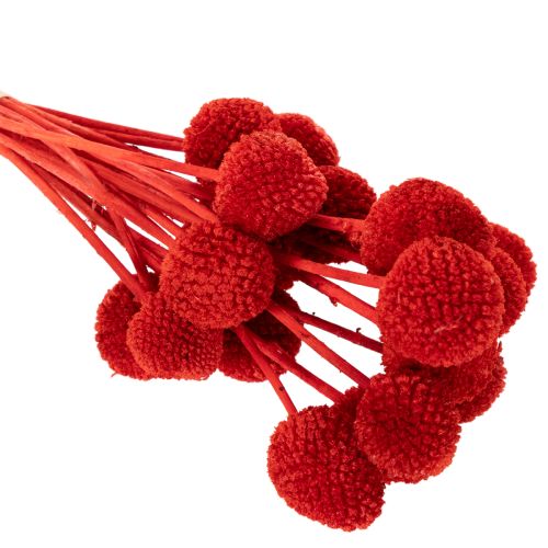 Dried Craspedia flowers, dyed, with long stems, 55cm, 20 pieces | Floristik24.ie