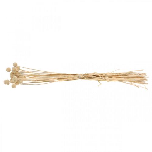 Floristik24 Craspedia dried cream drumsticks dried floristry 20 pcs