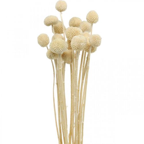 Craspedia dried cream drumsticks dry floristry 20pcs