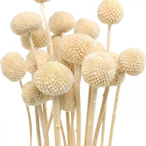 Floristik24 Craspedia dried cream drumsticks dried floristry 20 pcs