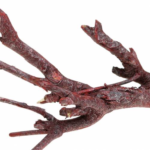 Product Decorative branches Dried Curry Plant Red branches 500g