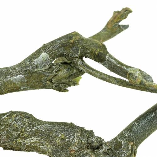 Floristik24 Deco branch curry bush green washed 500g