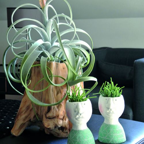 Product Decorative pot root natural 33cm x 29cm H30cm
