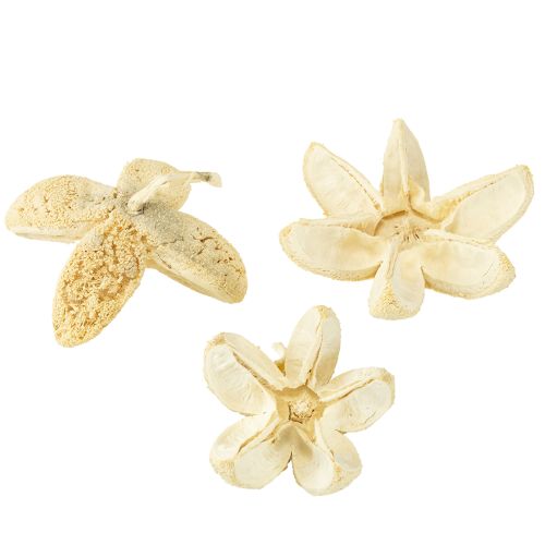 Decorative flower bleached 12 pcs