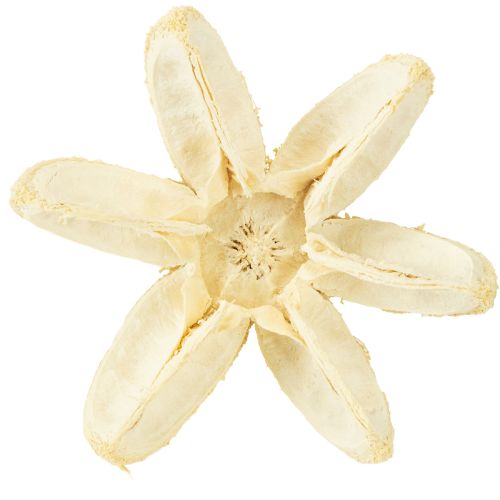 Product Decorative flower bleached 12 pcs