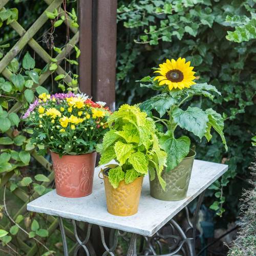 Floristik24 Decorative bucket fruits yellow, orange, green washed Ø12.5cm H12cm set of 3
