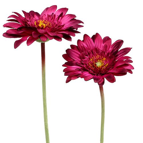 Floristik24 Decorative gerbera dark pink Ø10cm L53cm 6pcs