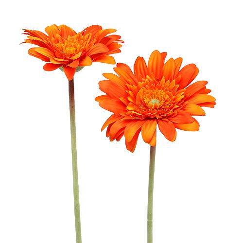 Floristik24 Deco gerbera orange Ø10cm L53cm 6pcs