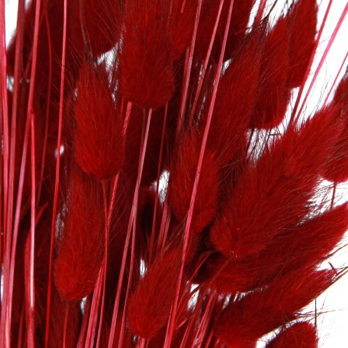 Floristik24 Decorative Grass Red Lagurus Dried Flowers Hare's Tail Grass 50g