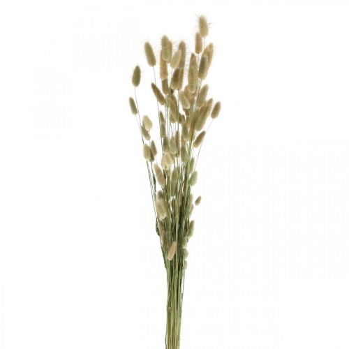 Floristik24 Dried Lagurus, Lagurus dried flowers, Natural Lagurus grass L30–70cm 45g