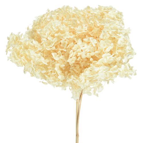 Decorative Hydrangea Cream Real Flower Preserved Ø20cm 1 pc