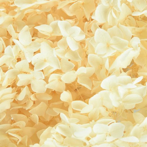 Product Decorative Hydrangea Cream Real Flower Preserved Ø20cm 1 pc