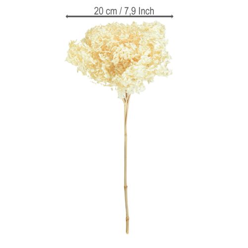 Product Decorative Hydrangea Cream Real Flower Preserved Ø20cm 1 pc