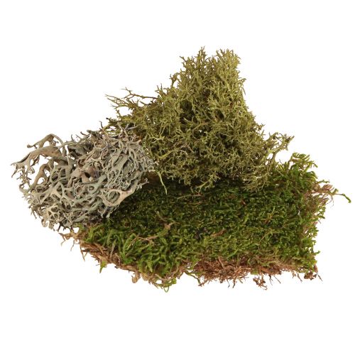 Product Decorative moss – real moss and lichen for floral arrangements 250g