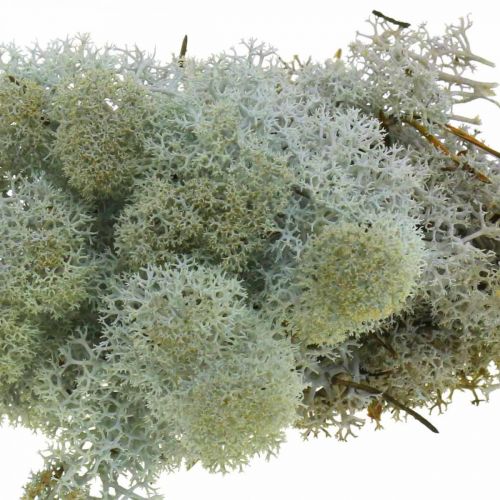 Floristik24 Decorative Moss Grey Natural Moss for Crafting Dried, Colored 500g