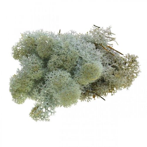 Decorative moss gray natural moss for handicrafts, dried, colored 500g