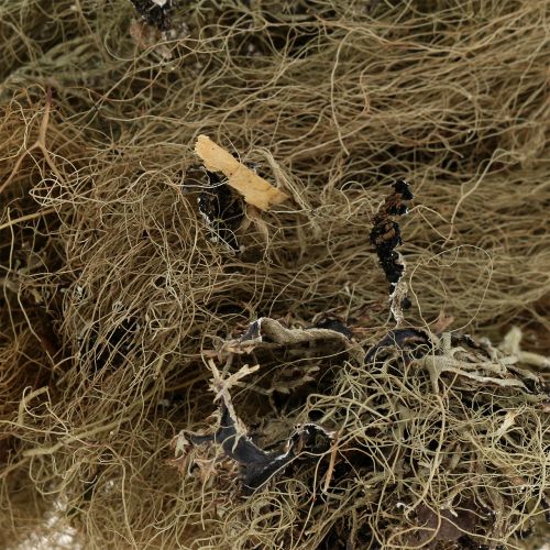 Floristik24 Decorative moss nature for handicrafts 500g