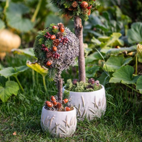 Decorative moss – real moss and lichen for floral arrangements 250g | Floristik24.ie