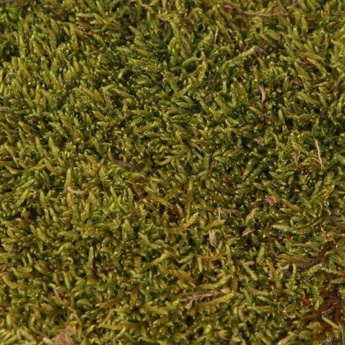 Product Decorative Moss for Crafting Light Green Natural Moss Preserved 150g