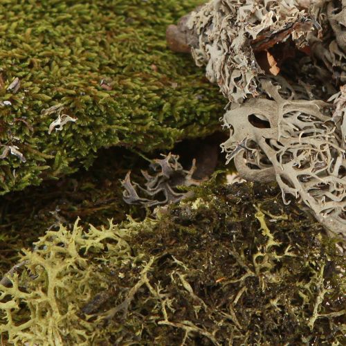 Product Decorative moss for crafting, mixed green and light green natural moss, 75g