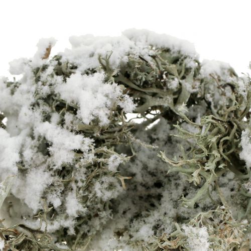 Floristik24 Decorative moss gray snow-covered 500g