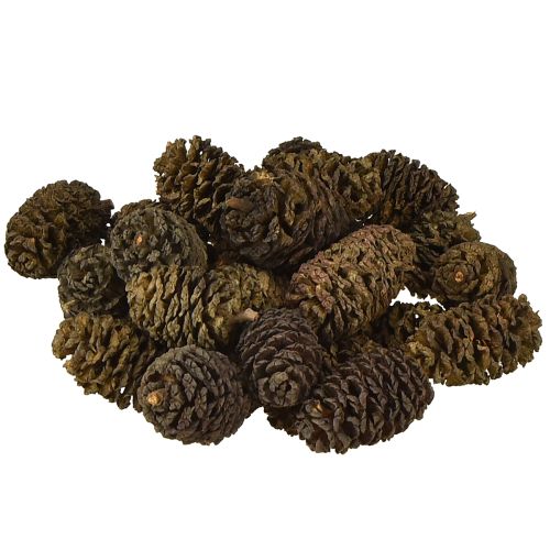 Floristik24 Decorative cones alder cones natural for decorating 3-4cm 200g