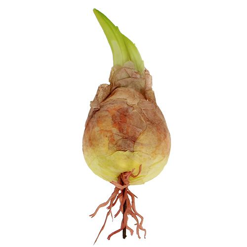 Floristik24 Decorative onion bulb 7-10cm 9pcs