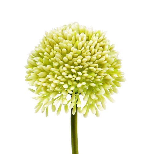 Deco allium cream Ø6.5cm L39cm
