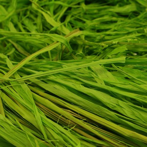 Product Decorative Bast for Crafting Natural Bast Raffia Apple Green 200g