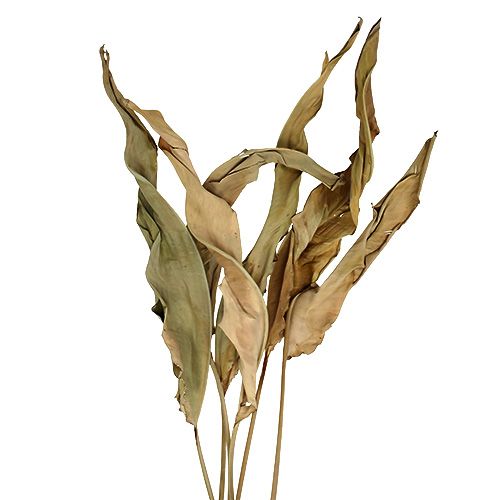 Floristik24 Decorative leaves natural 120cm 20 pcs