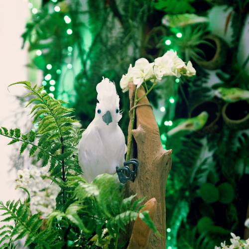 Floristik24 Decorative cockatoo with feathers white L30cm