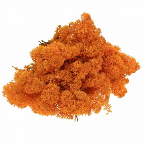Product Decorative Moss Orange Real Moss for Crafts Dried, Dyed 500g