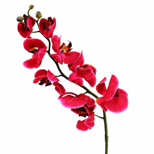 Floristik24 Decorative orchid in fuchsia 77cm