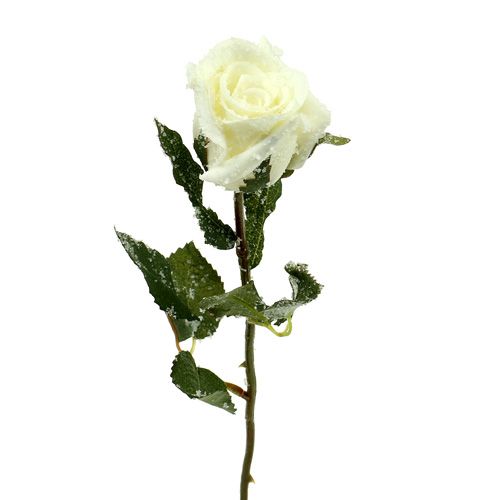Floristik24 Decorative rose white snow-covered Ø6cm 6pcs