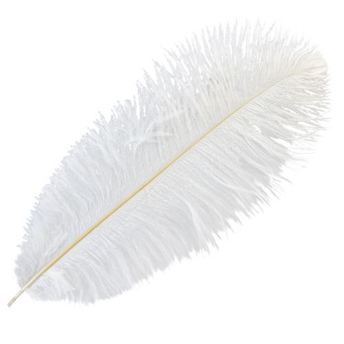 Floristik24 Ostrich Feathers Exotic Decoration White Feathers 32-35cm 4pcs
