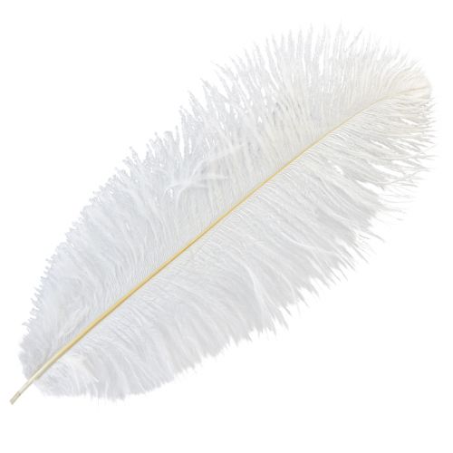 Floristik24 Ostrich Feathers Exotic Decoration White Feathers 32-35cm 4 Pcs