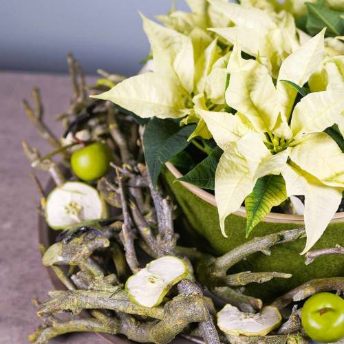 Floristik24 Deco branch curry bush green washed 500g
