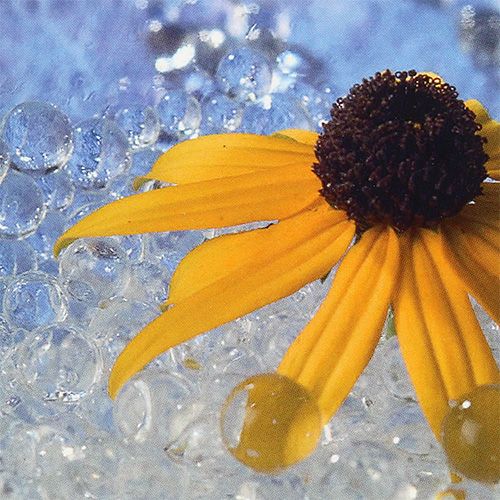 Floristik24 Deco gel Aqualinos 15g transparent