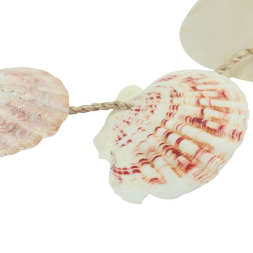 Product Decorative hanger maritime shell decoration natural Ø5–10cm 70cm