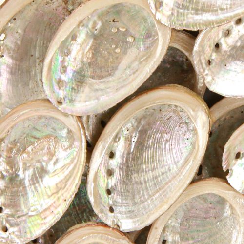 Floristik24 Decorative wreath wood abalone snails white natural H30cm