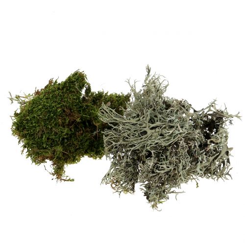 Floristik24 Decorative moss mix natural, green 500g