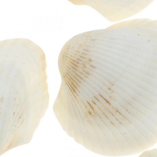 Floristik24 Deco Shell White Real shells in a raffia net deco maritime 400g