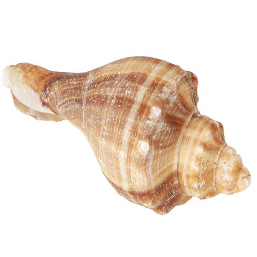 Product Shells Decorative Cream Brown Striped 3cm–8cm 300g
