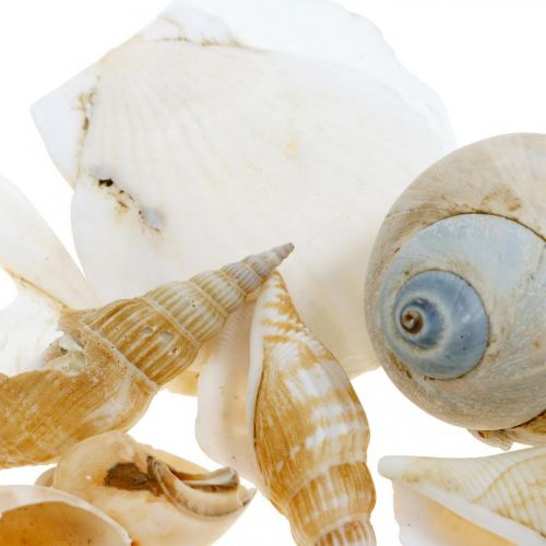 Product Decorative snail shells Sea snails nature Maritime decoration 350g
